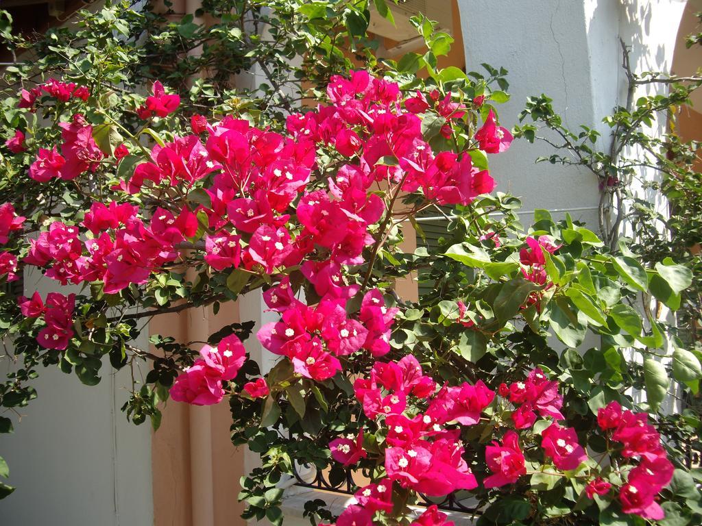 Athina Apartments Kato Korakiana المظهر الخارجي الصورة